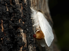 Trichiocercus mesomelas