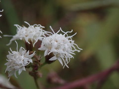 Ageratina