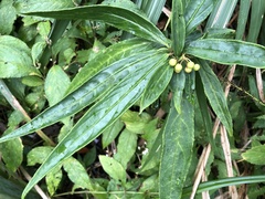 Ardisia crispa