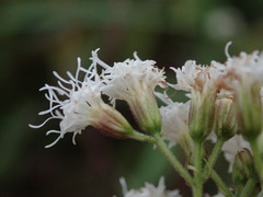 Ageratina