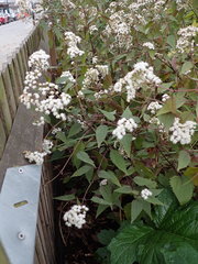 Ageratina