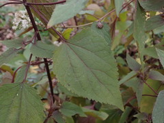 Ageratina