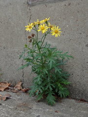 Senecio squalidus