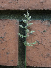 Polypogon viridis