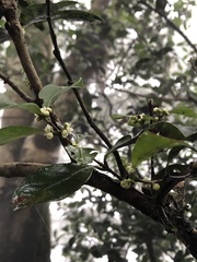 Microtropis yunnanensis