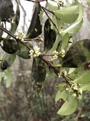 Microtropis yunnanensis