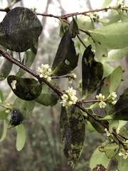 Microtropis yunnanensis