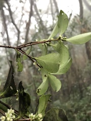 Microtropis yunnanensis