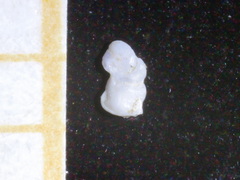 Fischerinidae
