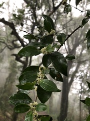 Microtropis yunnanensis