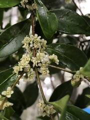 Microtropis yunnanensis