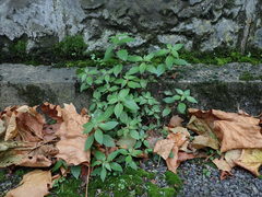 Parietaria judaica