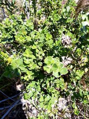 Psoralea bracteolata