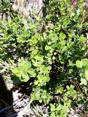 Psoralea bracteolata