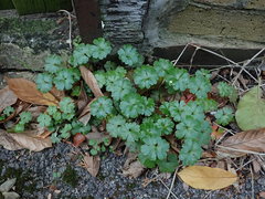 Geranium lucidum