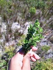 Psoralea bracteolata