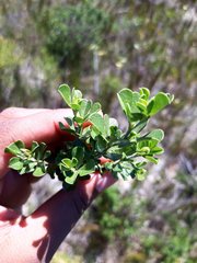 Psoralea bracteolata