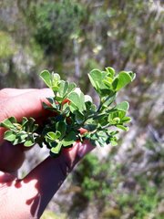 Psoralea bracteolata
