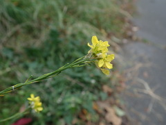 Hirschfeldia incana