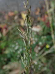 Arrhenatherum elatius