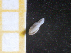 Fischerinidae