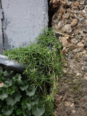 Sagina procumbens