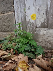 Papaver cambricum