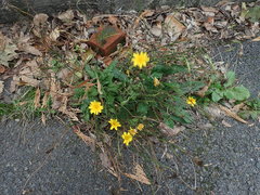 Hypochaeris radicata