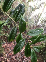Ilex lonicerifolia