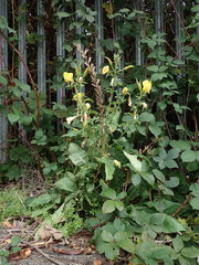 Oenothera glazioviana