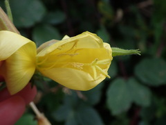 Oenothera glazioviana