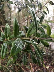Ilex lonicerifolia