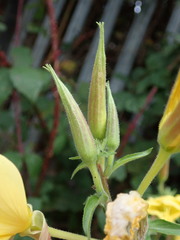 Oenothera glazioviana