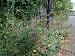 Linaria purpurea