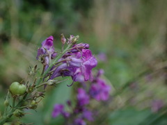 Linaria purpurea