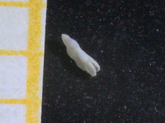 Fischerinidae