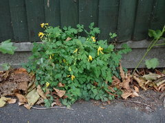 Pseudofumaria lutea