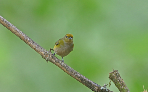 Bronze-green Euphonia (Euphonia mesochrysa), photo 9