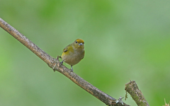 Euphonia mesochrysa