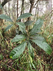 Osmanthus matsumuranus