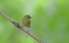 Euphonia mesochrysa