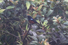 Diglossa gloriosissima