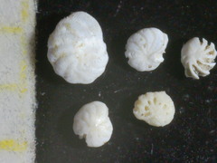 Peneroplis