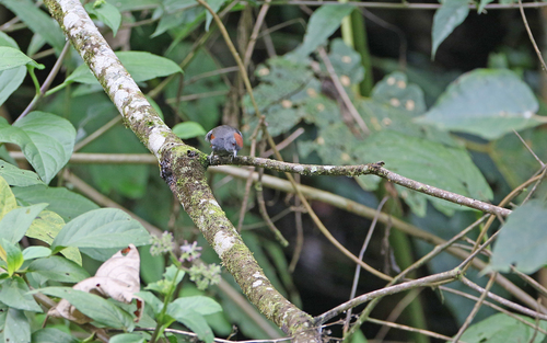 Dark-breasted Spinetail (Synallaxis albigularis), photo 10