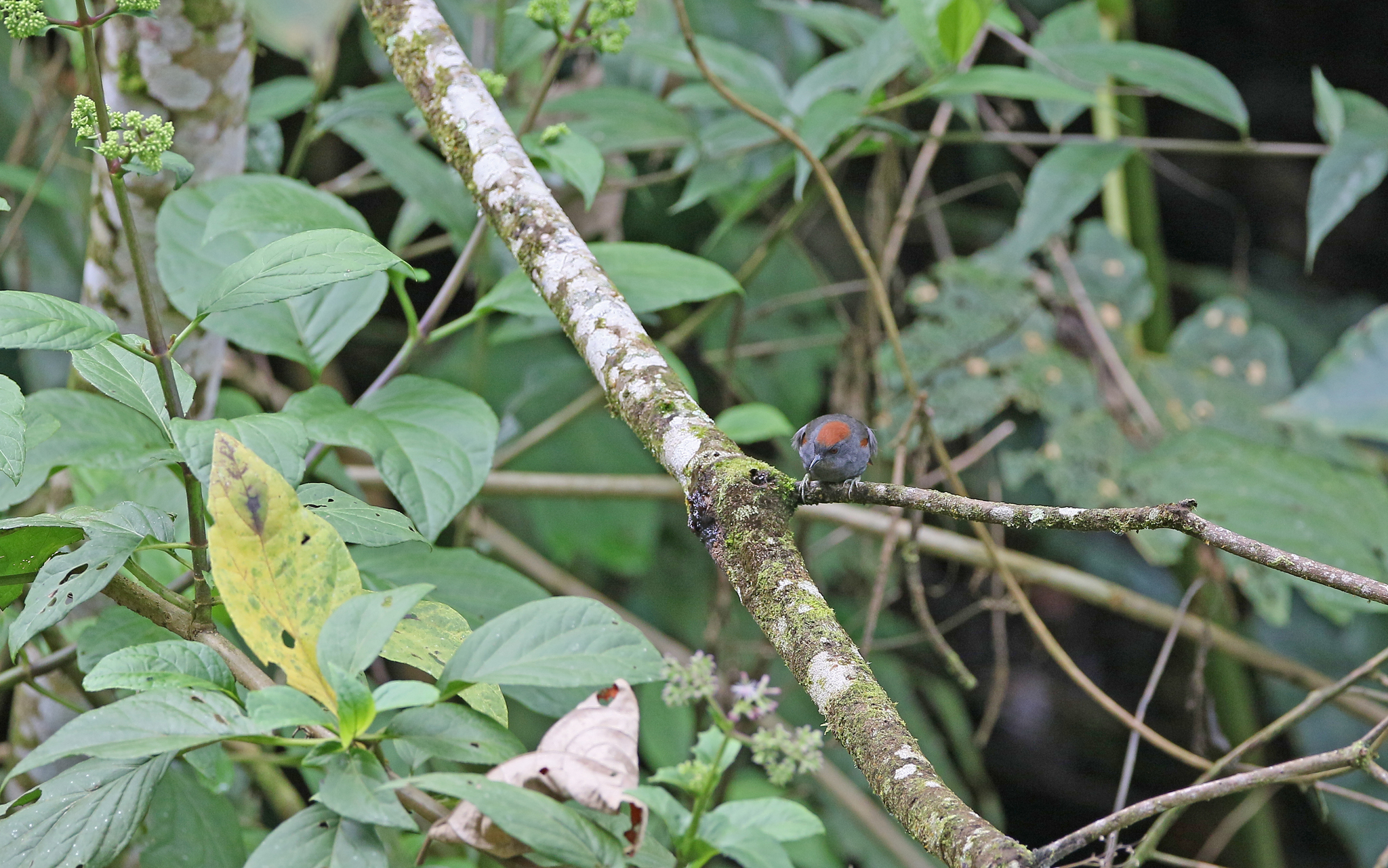 Dark-breasted Spinetail (Synallaxis albigularis), photo 4