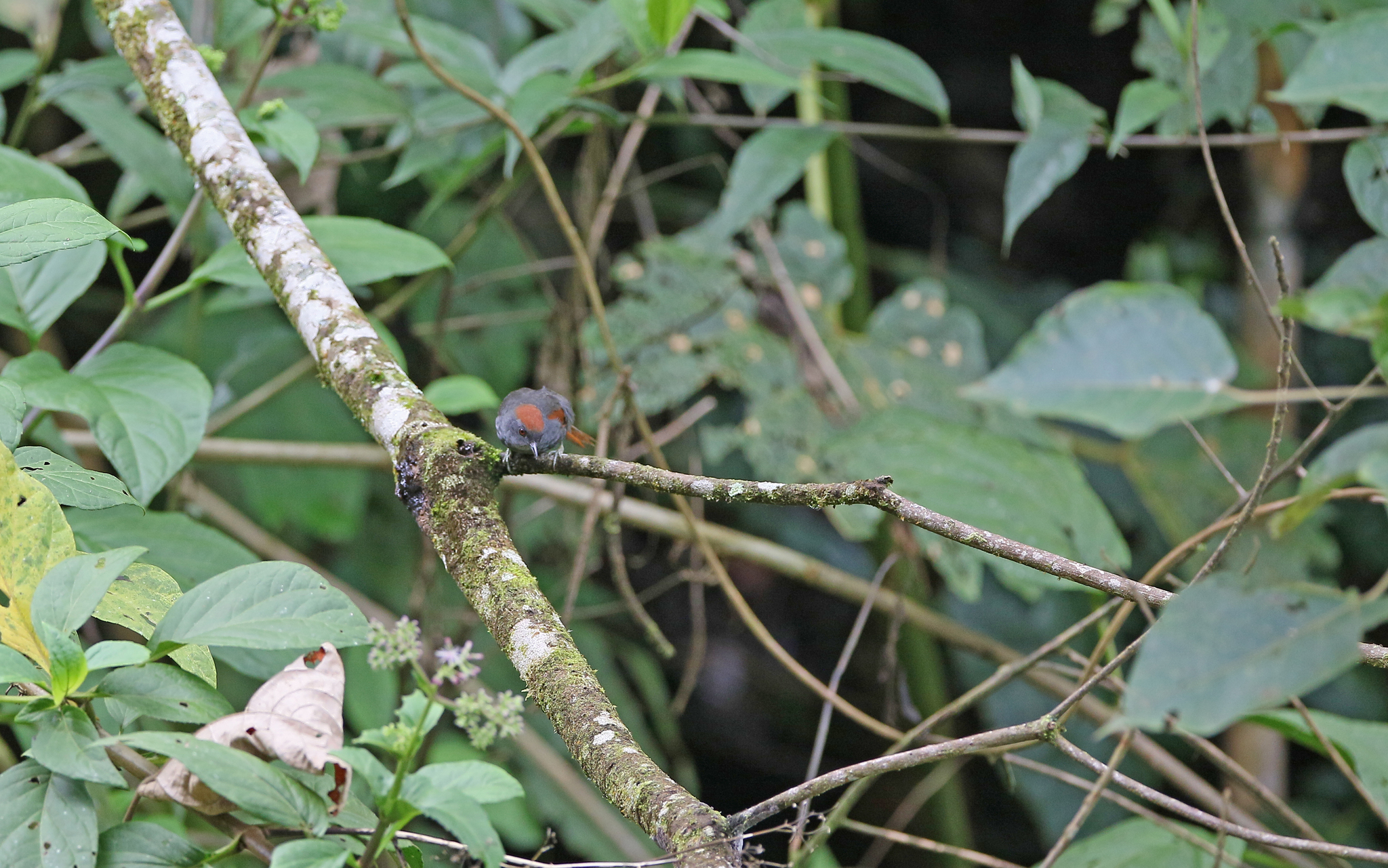Dark-breasted Spinetail (Synallaxis albigularis), photo 5