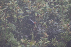 Diglossa gloriosissima