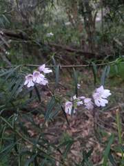 Prostanthera linearis