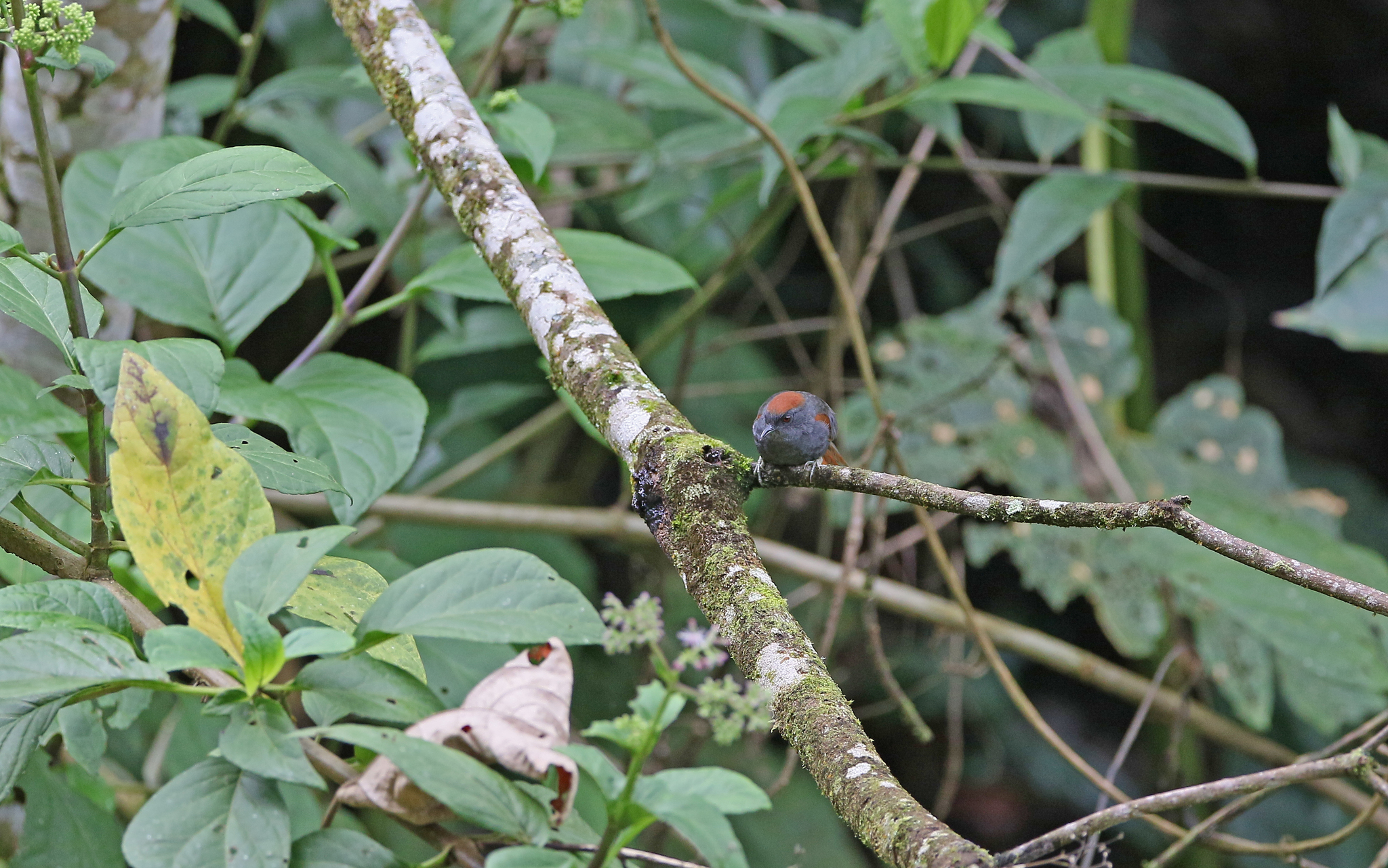 Dark-breasted Spinetail (Synallaxis albigularis), photo 6