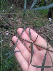 Prostanthera linearis